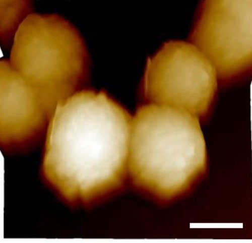 AFM-Aufnahme: gleichmässige Kugeln aus Triarylamin-Fulleren-Konjugaten
